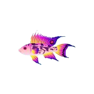 Cosmic Dawn Apisto